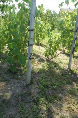 Нові сорти виноградів та експериментальні господарства: на Буковині виноградарі обмінювалися досвідом