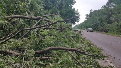 Електроопори і дерева ламало, як сірники: наслідки негоди на Буковині - фото