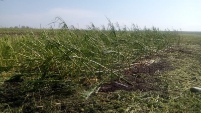 Електроопори і дерева ламало, як сірники: наслідки негоди на Буковині - фото