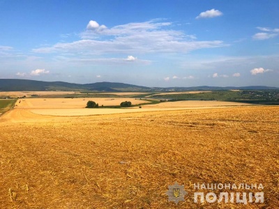 У двох селах на Буковині незаконно збирали урожай пшениці - власники не поділили поля