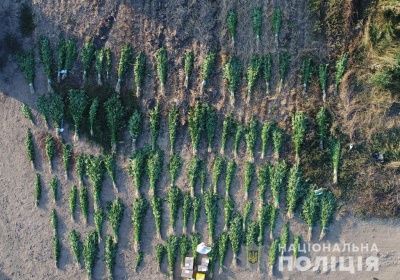 На Буковині на полі кукурудзи сховали 9 тисяч кущів конопель - фото