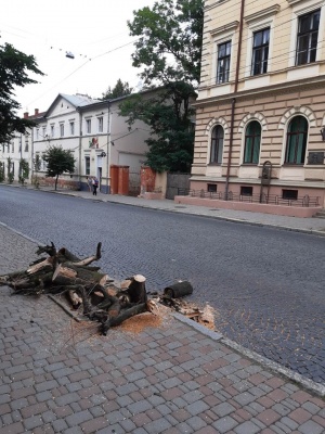 У центрі Чернівців зрізали клени, на які скаржились водії маршруток – фото