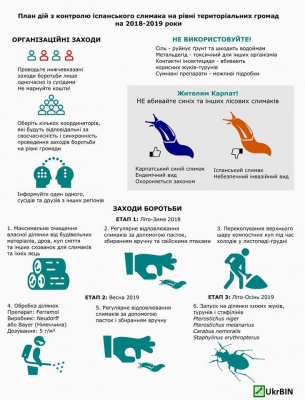 У Карпатах - нашестя рудих іспанських слимаків: як з ними боротися