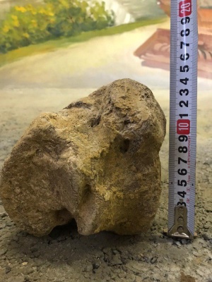 Чернівецький науковець знайшов кістки вимерлого волохатого носорога – фото