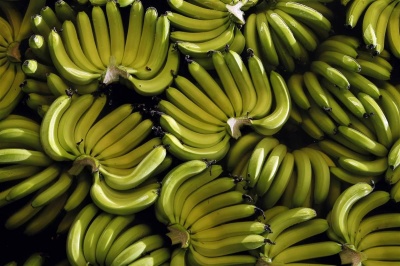 Банани можуть зникнути через грибок-"вбивцю"