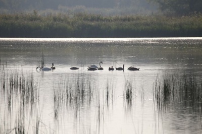 Вздовж берега - відстріляні патрони: біля лебединих озер на Буковині полюють мисливці