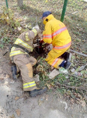 Чернівецькі рятувальники врятували двох цуценят