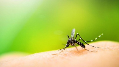 Українці розробили девайс, що бореться з комарами і є безпечним для людини