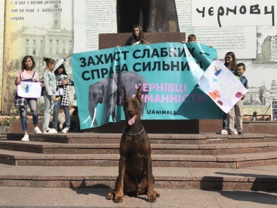 Чернівці за цирк без тварин: сьогодні на Гравітоні пройде зоозахисна акція