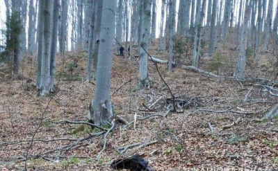 На Буковині дерево впало чоловікові на голову, він у важкому стані