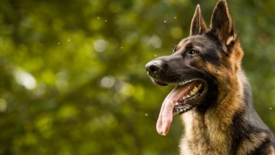 Перша допомога при укусі собаки: що робити, щоб не захворіти на сказ