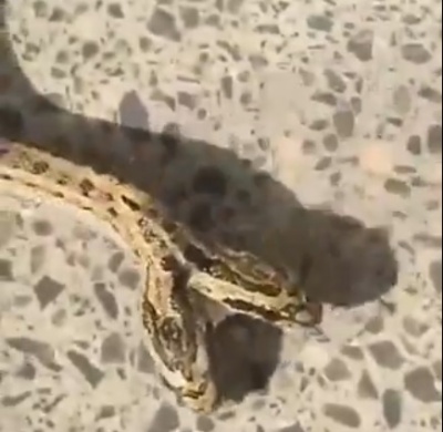 Фермер знайшов аномальну змію з двома головами - фото