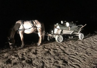 Прикордонники затримали чотирьох буковинців за незаконну вирубку лісу