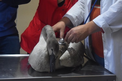 Небайдужі чернівчани врятували від загибелі перемерзлого лебедя – фото