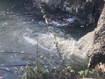 "Витоків каналізаційних стоків у озеро не було": у водоканалі називають можливі причини загибелі риби