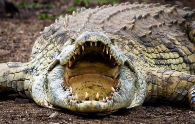 В Австралії чоловік видряпав око крокодилу, щоб захиститися від нападу