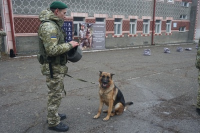 Шукають цигарки, затримують контрабандистів: як собаки допомагають прикордонникам Буковини