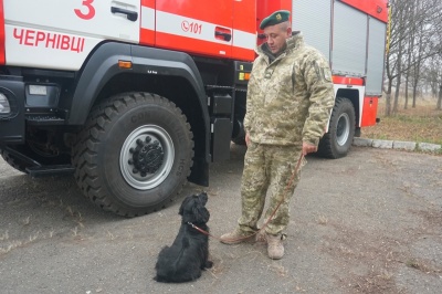 Шукають цигарки, затримують контрабандистів: як собаки допомагають прикордонникам Буковини