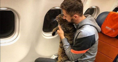 Кота не хотіли пускати в салон літака через зайву вагу
