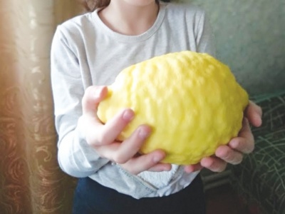 У волинянки на підвіконні виросли лимони-гіганти