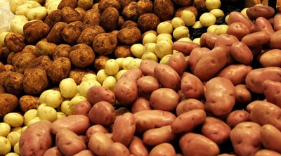 У селищі на Буковині через 50 років скасували карантин через рак картоплі
