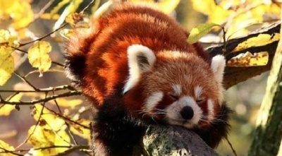 Червона панда, яка перебуває на межі зникнення, втекла з зоопарку Франції