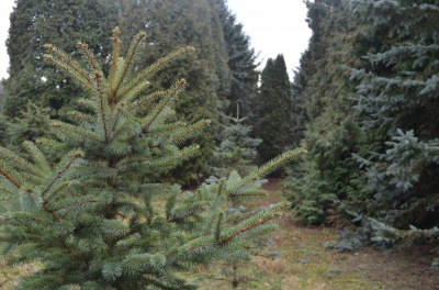 Українські лісгоспи розпочали продаж новорічних ялинок