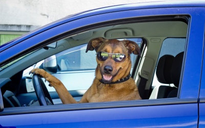 У США пес цілу годину кружляв на автомобілі до приїзду поліції - відео