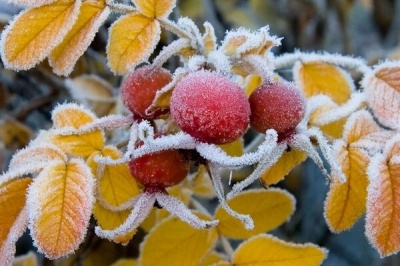 В Україні прогнозують морози, подекуди до -14 градусів