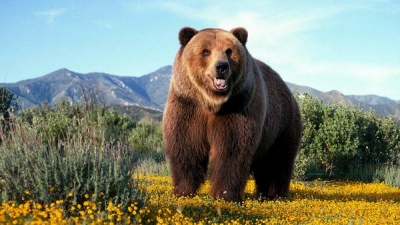 Величезний ведмідь лапою "поправив зачіску" розсіяній туристці - відео
