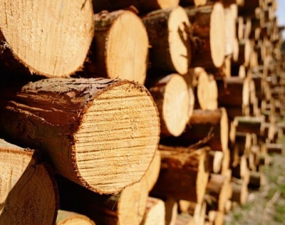 Українську деревину продаватимуть на онлайн-аукціонах