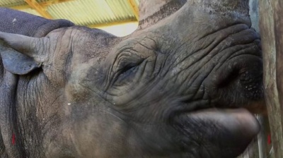 У Танзанії помер найстаріший у світі носоріг