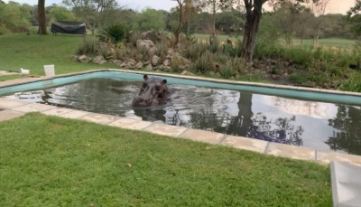Новорічний подарунок для фермера: бегемот в басейні - фото