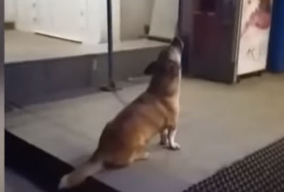 «Собака-сиренака»: чотирилапий «співак» з Рівного підкорив мережу - відео