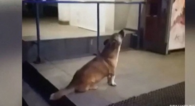 Собака-завивака з Рівного прославилась на всю Україну - відео