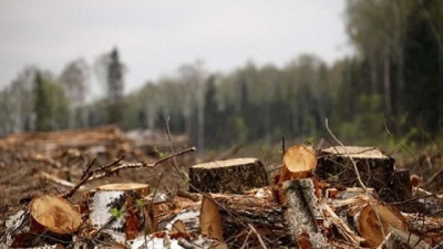 У національному природному парку на Буковині невідомі зрізали майже 300 дерев