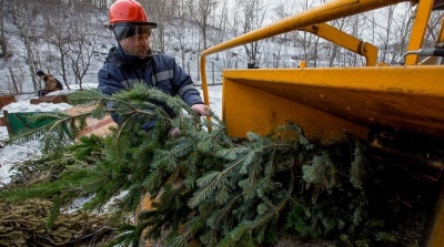 Добриво, матрац, інгаляції: як можна використати ялинку після свят