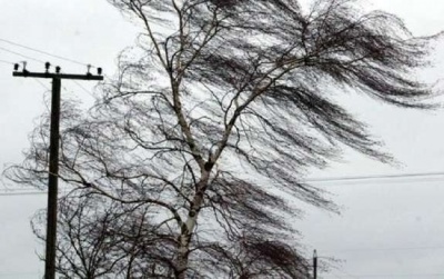 Синоптики попередили про сильний вітер на Буковині