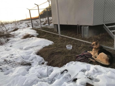 У Чернівцях волонтери врятувати сліпого собаку від смерті - фото