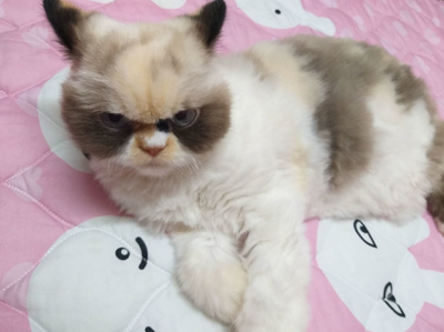 Кумедні фото кішки з сердитим виразом обличчя підкорили соцмережі