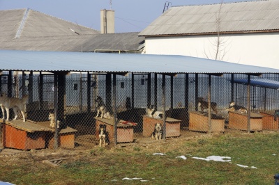 «Підбираємо хорошого друга»: у Чернівцях шукають господарів для собак із Центру стерилізації - фото