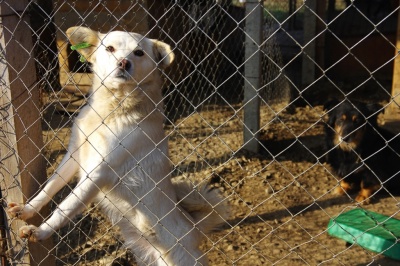 «Підбираємо хорошого друга»: у Чернівцях шукають господарів для собак із Центру стерилізації - фото