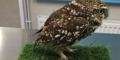 У Великій Британії врятували сову, яка "трішечки" переїла - відео
