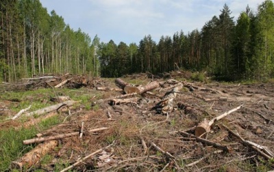 Як на Буковині вирубують ліси: торік поліція затримала 80 автівок