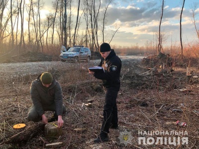 На Буковині невідомі вирубали лісосмугу й проклали дорогу – фото