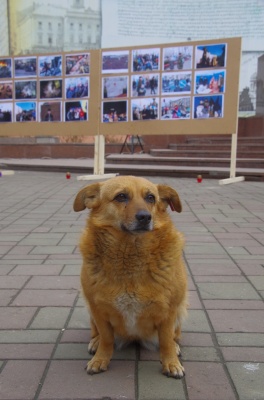 У центрі Чернівців відкрили фотовиставку, присвячену героям Небесної Сотні - фото