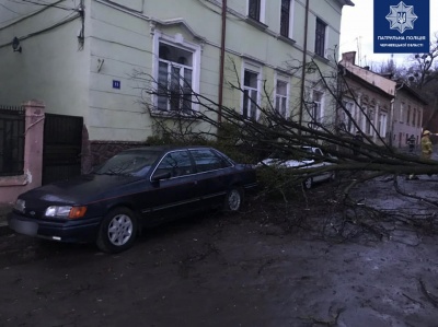 Повалені дерева і стовпи, потрощені автівки: наслідки нічного буревію на Буковині