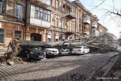 В Одесі повалене ураганом дерево вбило жінку - відео