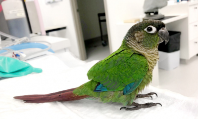В Австралії папузі обрізані крила замінили протезами, птах навчився користуватися ними за кілька годин