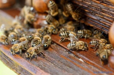 Тепла зима: на Буковині бджоли почали літати вже у лютому